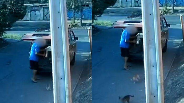 Denuncian maltrato animal: Cámara de seguridad captó momento en que hombre botó 9 gatitos a la calle en Maipú