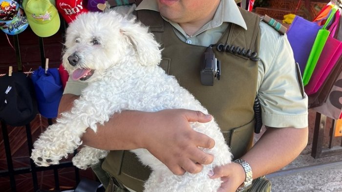 Carabineros rescató a perrita que estaba encerrada en auto en Coñaripe: Dueños fueron detenidos por maltrato