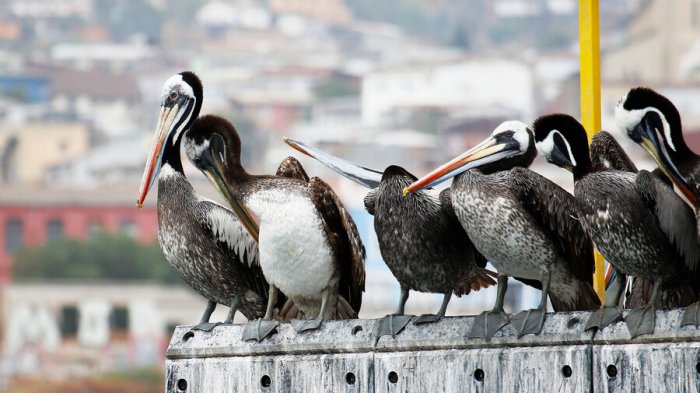 SAG confirma primer caso de gripe aviar en pelícano hallado en playa de la Región del Biobío