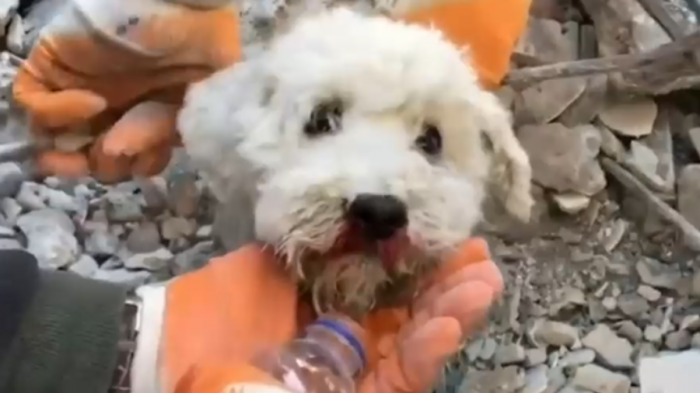 Un rescate milagroso: Salvaron a perrito que tenía solo la cabeza asomada entre los escombros en Turquía