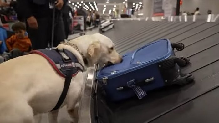 Llegan en aceites o libros de cocina: Así se incauta la droga sintética en el Aeropuerto de Santiago