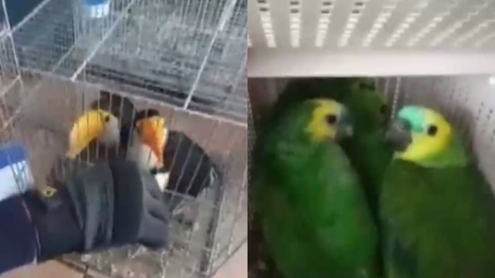 Aduanas incauta más de 20 aves exóticas de contrabando en Iquique: Pretendían venderlas en Santiago