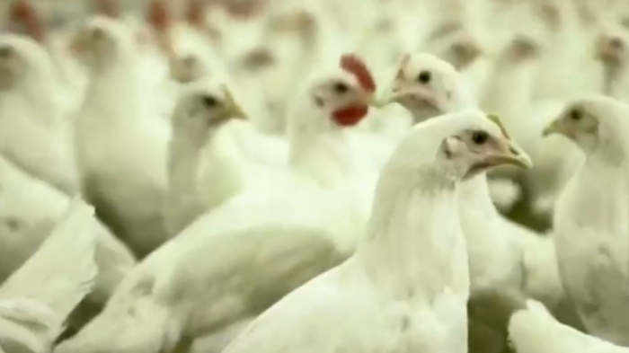 ¿Qué medidas se tomaron? Autoridades esperan baja de precio en carne de ave tras caso de gripe aviar