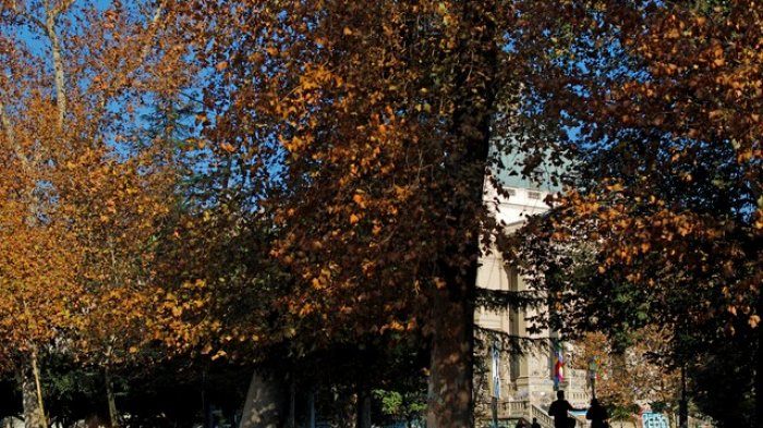 ¿Por qué las hojas de los árboles cambian sus colores en otoño?