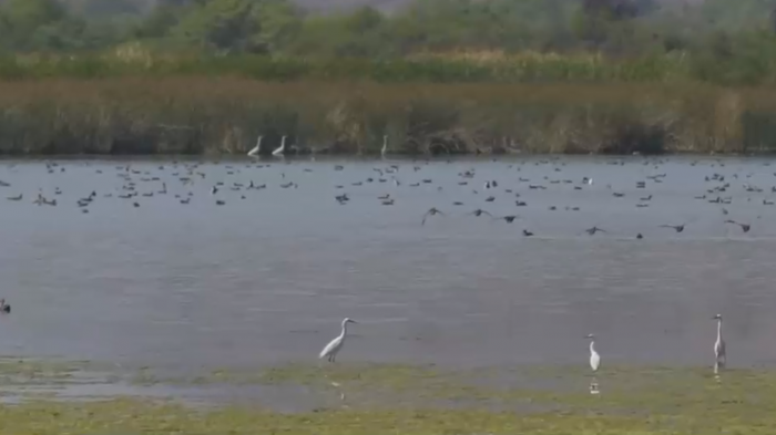 Tras 20 años de crisis hídrica: Laguna de Batuco mantuvo su nivel de agua durante el verano