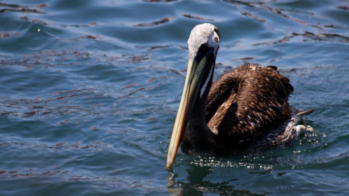 Primer caso de gripe aviar en Chile: Así se contagia en humanos y cómo puedes prevenir contraerla