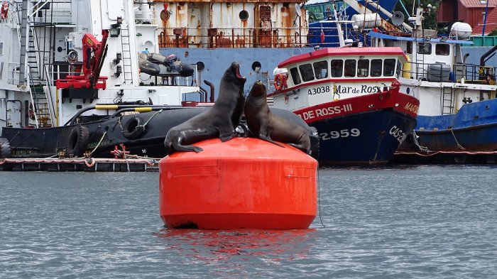Experto plantea que no sólo la gripe aviar está causando la muerte de fauna marina