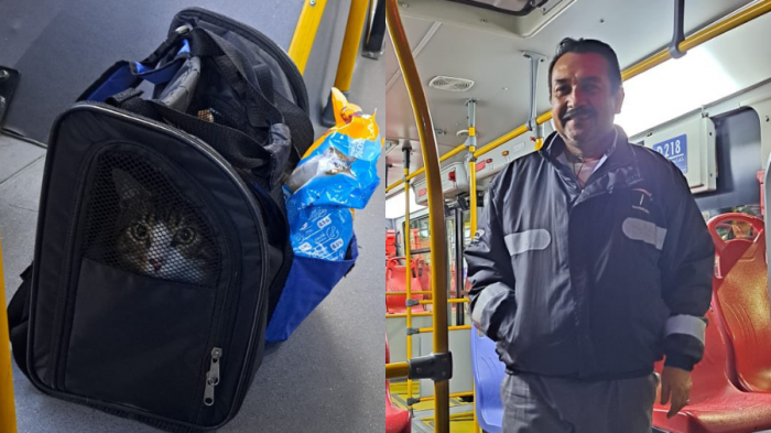 En su mochila y con comida incluida: Gatito fue abandonado en plena micro y chofer lo adoptó