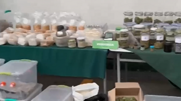 Alertados por un fuerte olor a marihuana: Desbaratan casa repleta de cannabis y hongos alucinógenos en Ñuñoa