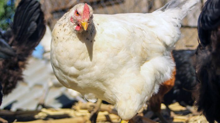 SAG confirmó gripe aviar en aves de Jardín Botánico de Universidad de Talca