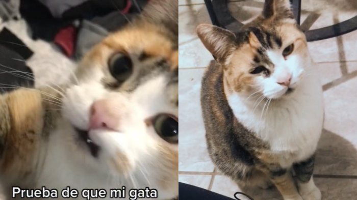 Joven asegura que quiere ser cantante, pero su gata se lo impide porque no la deja ensayar: 