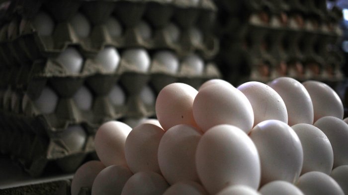 Por gripe aviar: Producción de huevos ha disminuido un 5% y su valor aumenta en el comercio