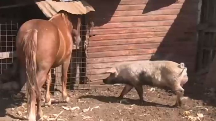 Rescatan animales abandonados en parcela utilizada como invernadero ilegal de marihuana en La Pintana