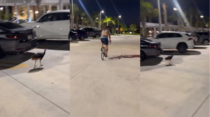 El insólito animal con el que se encontró Maura Rivera en supermercado de Miami: 