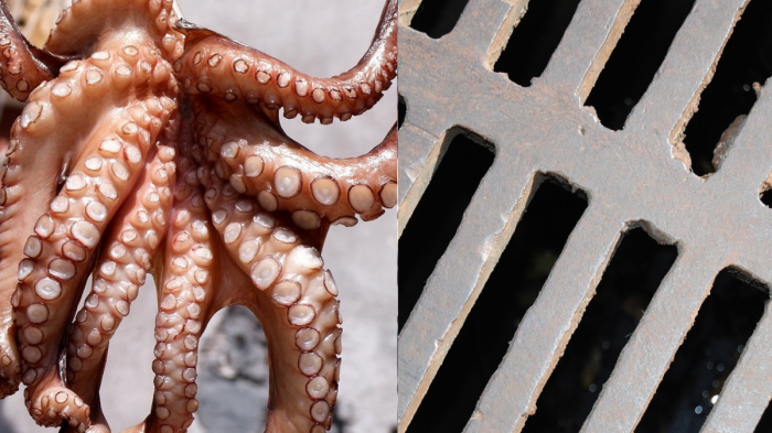 Encuentran restos de pulpo en alcantarillado de Villa Alemana: Vendrían de recinto gastronómico del sector