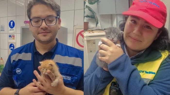 ¡Final feliz! Trabajadores de Metro de Santiago adoptaron a gatitos abandonados en estación Neptuno