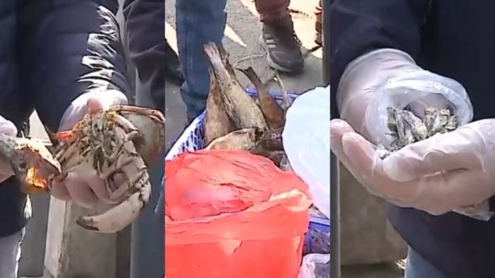 De jaibas a pescado disecado: Fiscalizan venta de comida callejera en Pedro Aguirre Cerda