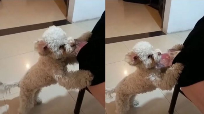 Joven se sorprendió al descubrir quién le robaba el dinero en su propia casa: 