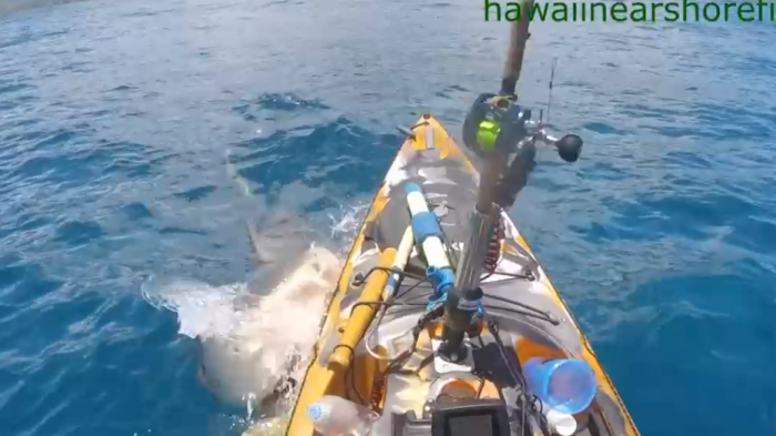 “¡Me embistió un tiburón tigre!