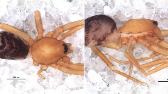 Amarilla y patas cortas: Descubrieron nueva especie de araña y la bautizaron con el nombre de Violeta Parra