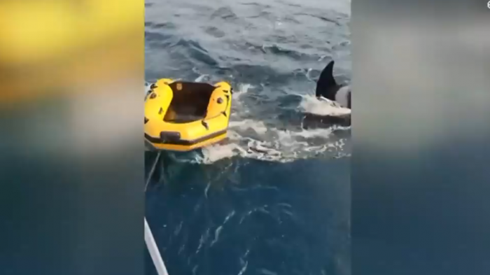 ¿La venganza de las orcas? Preocupación en España por hundimiento de embarcaciones por cetáceos