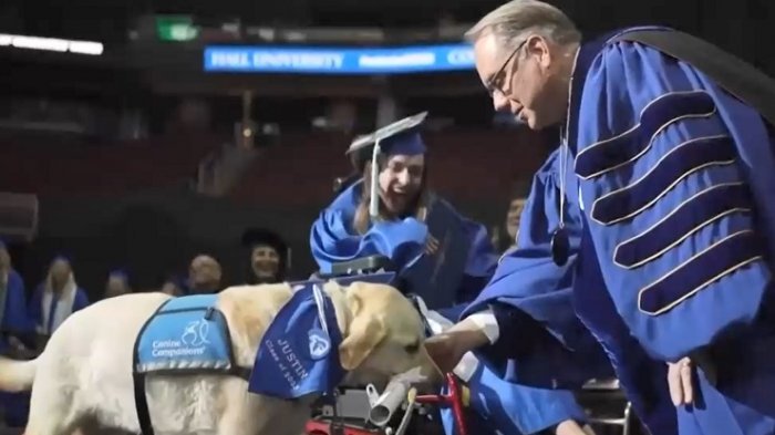 Compañero fiel: Perro guía recibe especial diploma en ceremonia de graduación universitaria
