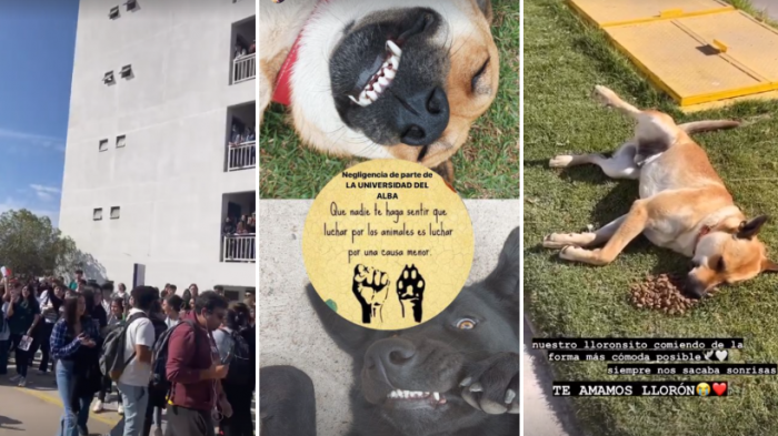Estudiante de U. del Alba por sacrificios de perros para clase de anatomía: 