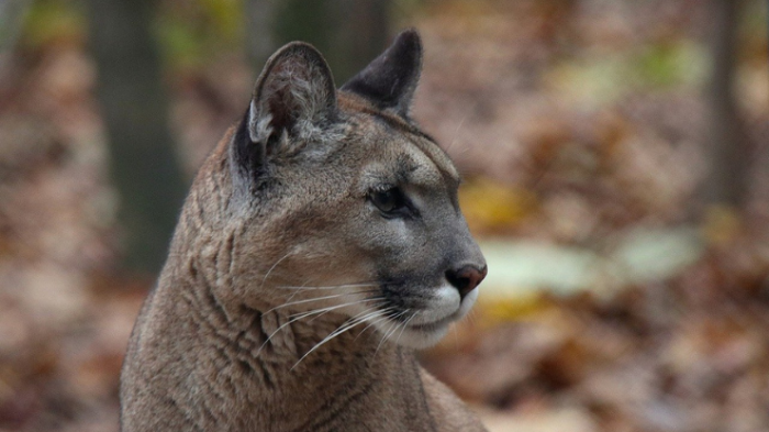 Denuncian caza ilegal de puma en sector rural de La Serena: Acusan 