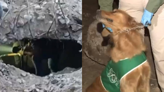 Habría almacenado cocaína: Perro antidrogas constató presencia de sustancias ilícitas en bóveda de mausoleo narco