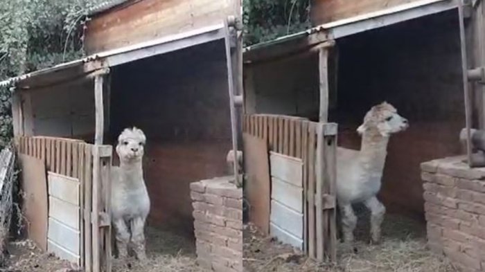 ¡Buenas noticias! Apareció Tilín, la alpaca desaparecida hace siete días en Quilpué