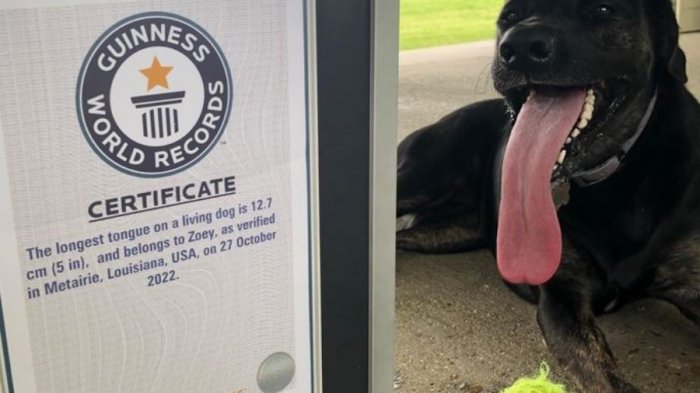 Batió el Récords Guinness impuesto hace solo 3 meses: Así es Zoey, la perrita con la lengua más larga del mundo