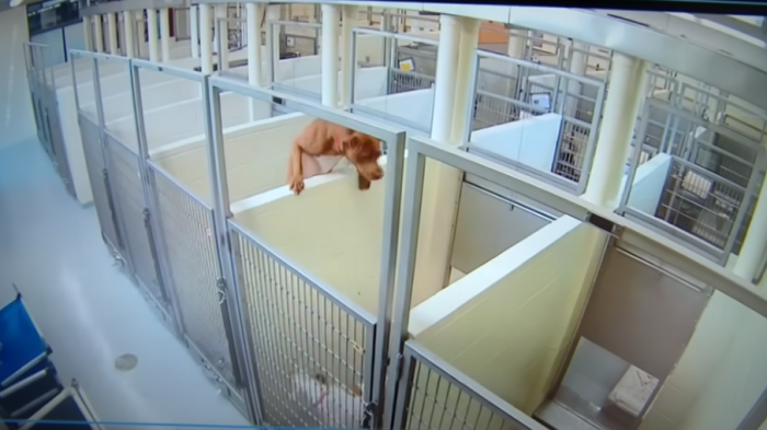 Inseparables: Perrita trepó pared de un refugio para estar con 