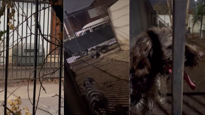 Tuvo un final feliz: El caso de la perrita encerrada en jaula transportadora en Las Condes que se hizo viral