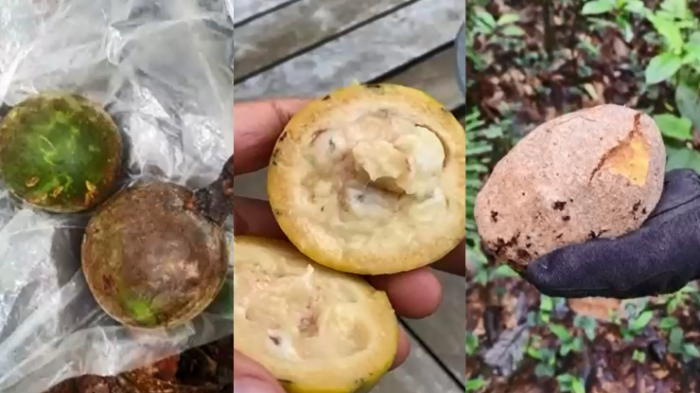 Carbohidratos y calorías: Los alimentos que ayudaron a sobrevivir a los niños en la selva colombiana