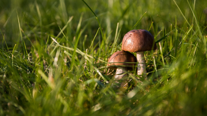 Tragedia en Hualqui: Joven de 17 años murió intoxicado tras consumir hongos silvestres con su familia