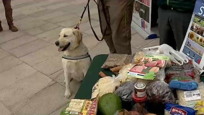 ¿Se puede o no se puede? Lo que debes saber antes de intentar ingresar un alimento a Chile