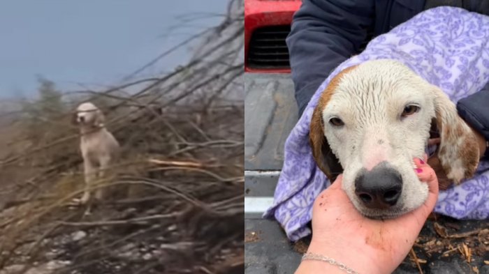 Sobrevivió arriba de un árbol: El dramático rescate de perrito atrapado por desborde de río Cachapoal