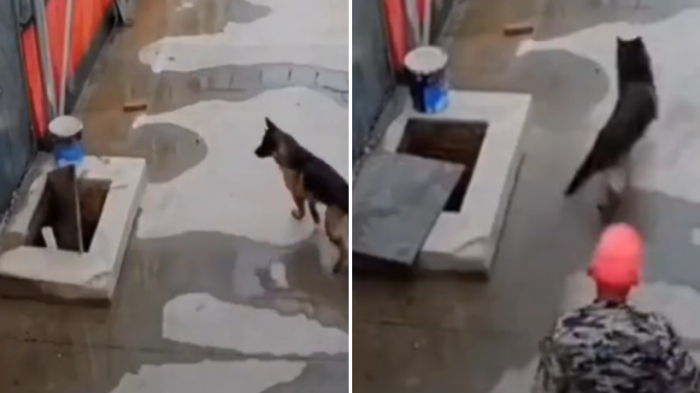 Perrito cayó a pozo y su compañero esperó 2 horas hasta que hombre se detuvo a ayudar: 