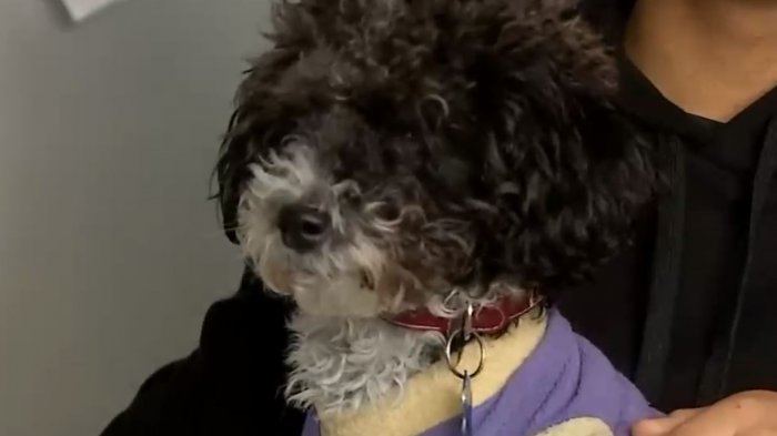 Residente tenía que deshacerse de uno de sus perros: Corte paraliza expulsión de mascota en edificio