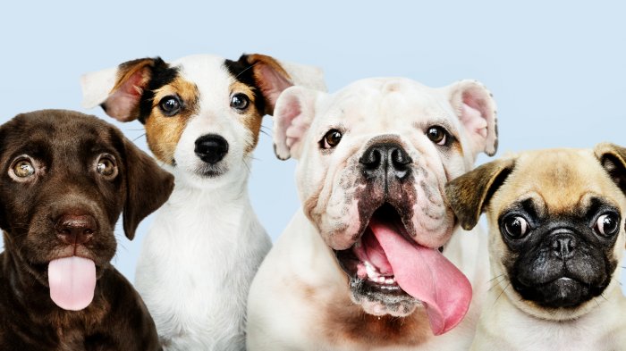 Día Mundial del Perro: ¿Por qué se celebra este 21 de julio y desde cuándo se realiza?