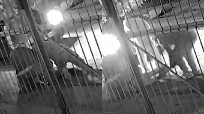 Crudo registro: El momento en que vecinos capturaron a adolescente que apuñaló a su víctima en la vía pública