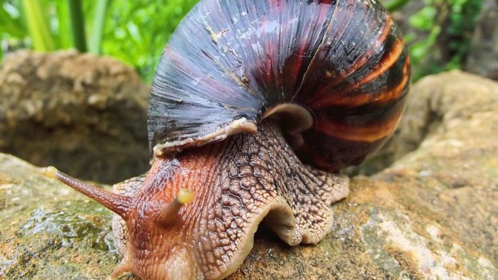 Alerta por caracol gigante africano detectado en Chile: Estos son los riesgos para la salud y el medio ambiente