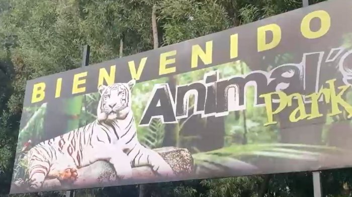 Tigre ataca a adulto mayor en Los Ángeles: debió ser internado de gravedad