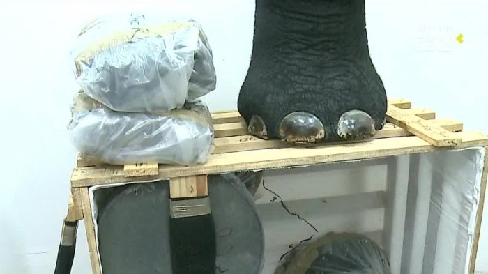 Empresario cazó un elefante en África y trató de introducirlo a Chile reducido a muebles