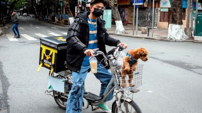 Detectives de mascotas son furor en China: Ganancias van desde 300 mil a los 3 millones de pesos