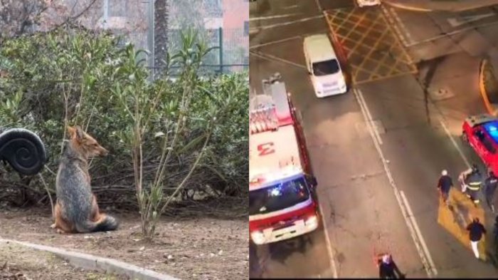 Zorro visto en Las Condes fue capturado en el patio de una casa: Es el mismo ejemplar captado en Ñuñoa