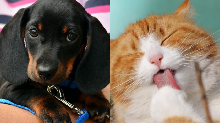 ¿Cuáles son las vacunas obligatorias por ley para perros y gatos en Chile?