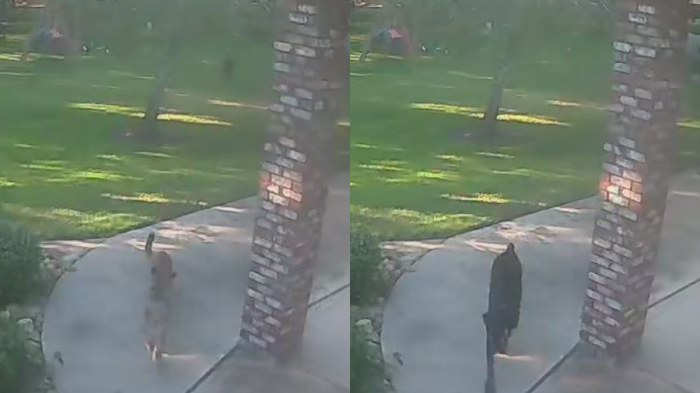 ¡Un héroe! Perro persiguió a puma que ingresó al patio de su casa en Estados Unidos