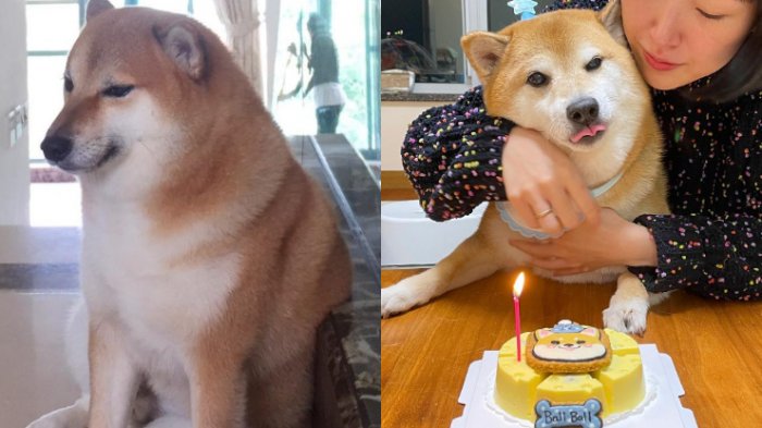 Internet está de luto: Fallece “Cheems”, el perrito viral que protagonizó miles de memes