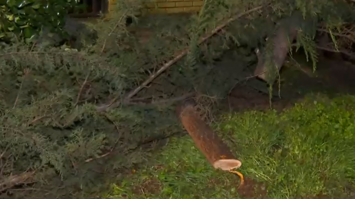Fuertes vientos desvelaron a capitalinos: Se registraron cortes de luz y caída de árboles en distintas comunas